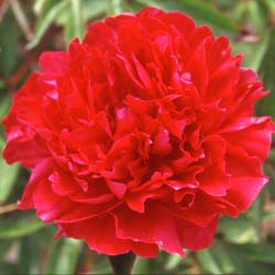 Pivoine rouge